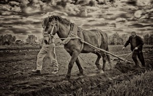 1655304439_1-funart-pro-p-kon-pashet-zemlyu-zhivotnie-krasivo-foto-2